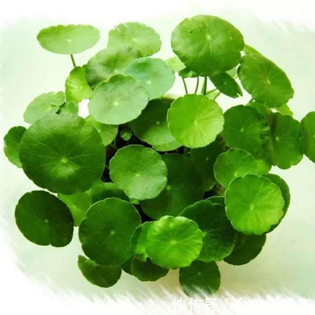 施肥|铜钱草长得“快与慢”,施肥不重要,关键在“摆放”!