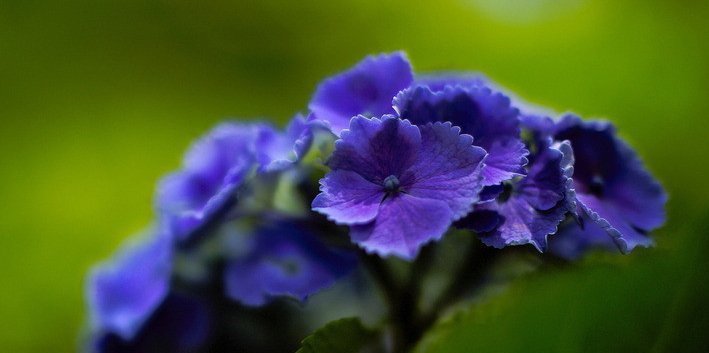 这4种花的花期”超长“,而且开花还勤,非常好养