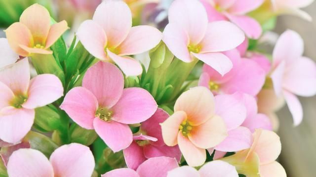 长寿花摆放禁忌|长寿花摆放禁忌有哪些做对这4点,长寿花苗壮开花多