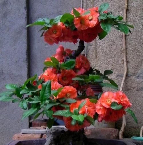 养花|古人最喜欢的8种“吉祥花”,养一盆日子越过越舒心