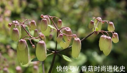 老桩|这三种花不爱喝水没事多晒晒,憋出一圈大花苞,越养越贵气