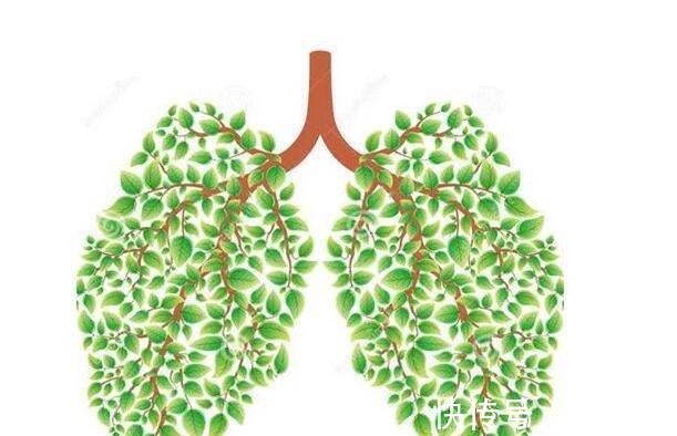 鱼腥草|“折耳根”天然的肺部清洁工，中医用它止咳、化痰、消水肿