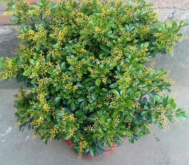 家养米兰花总是长不好，教你4招，开成“爆米花”，比香水味还浓