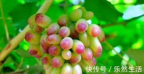 常吃|会吃的人最长寿,常吃3种食物,润肤养颜,提高免疫力,早吃早好