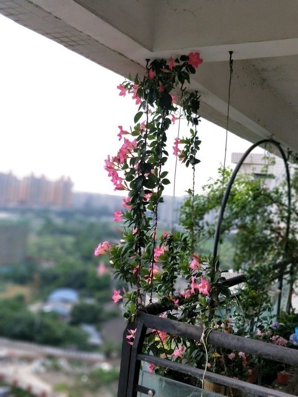 叶片|这花一开就是大半年,枝条沾土就活,种阳台长成花帘子!