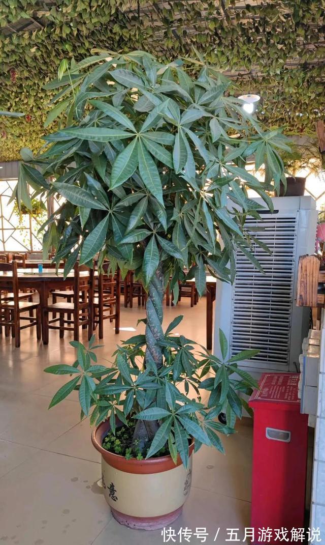 发财树爱烂根,土里埋颗粒,根系发达,叶子闪亮,长成大盆景