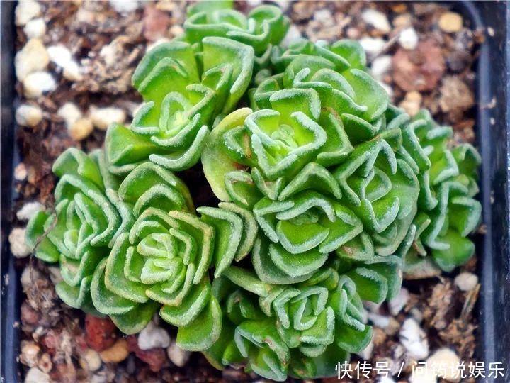鸾凤玉|今年最火的奇葩多肉,价格这么贵,还有人抢着买!