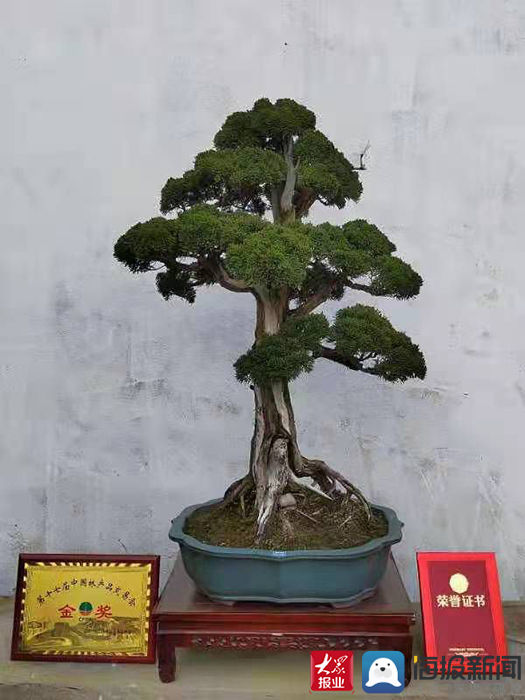 新泰松柏盆景又获大奖