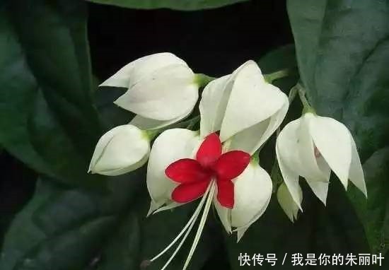 漂亮|喜欢在家中养护花卉,就选择“优雅多姿”的花卉,花型独特,漂亮