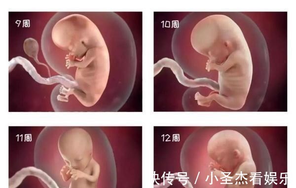 b超|由受精到新生儿,胎宝宝怎么成长的?一组过程图带你探索生命奥秘