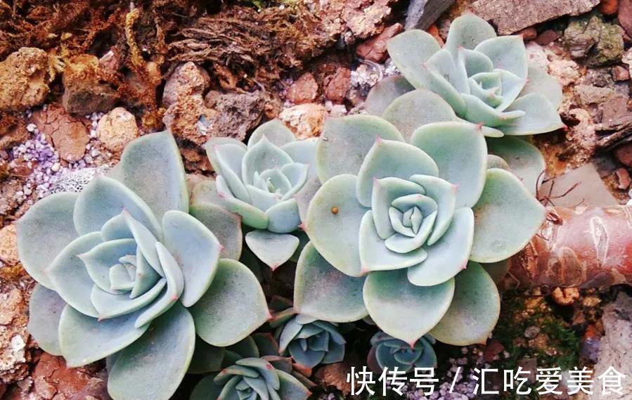 花友养多肉,都会遇到两大难,简单三步走,叶肥又鲜艳