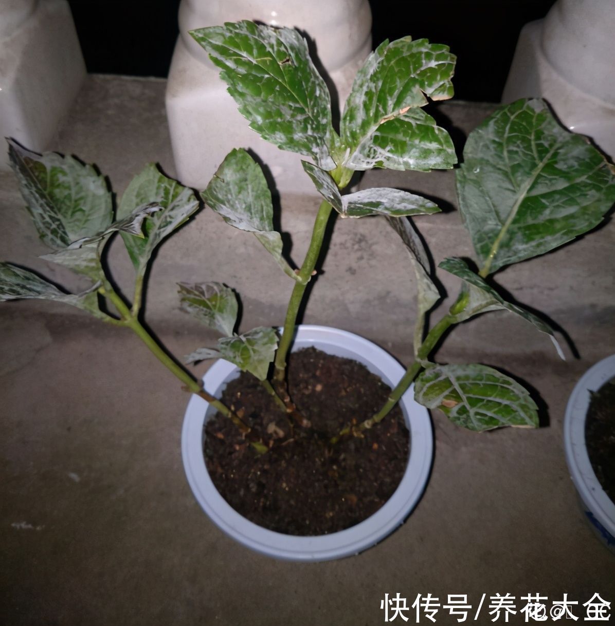 4月养花病虫害，白霜、黑斑、黄点儿···再不治就死光了