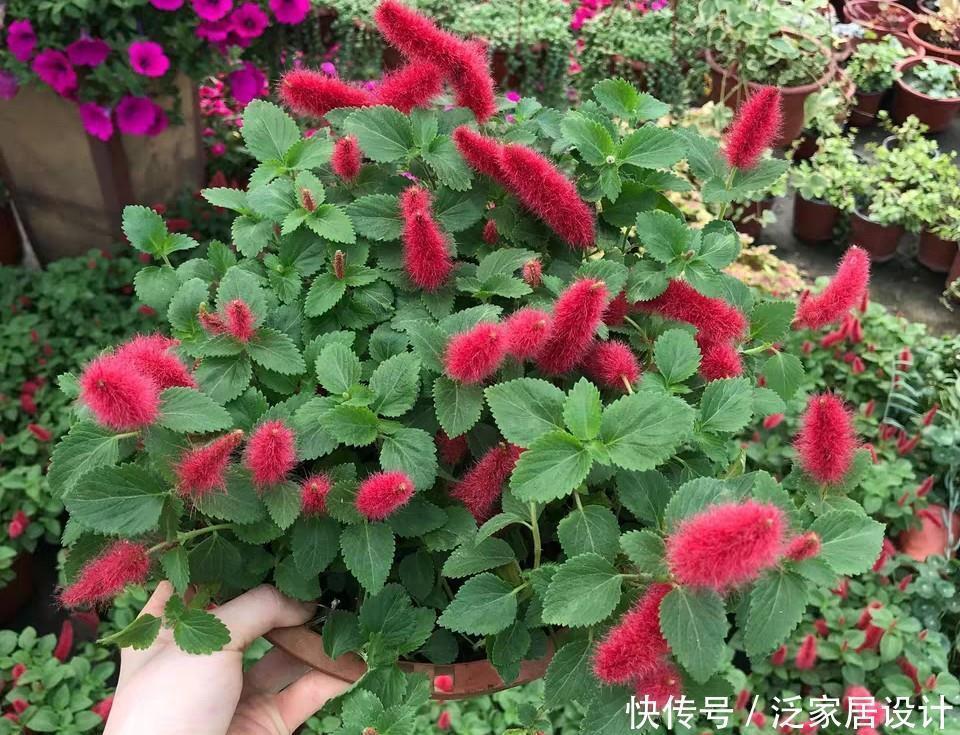 红缨吊兰|养花位置不够了？养这“6种”可以吊起来养的花，好看又不占地方