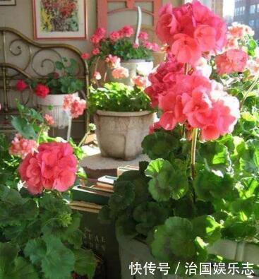 残花梗|天竺葵“花谢”以后，这么剪一刀，花苞嗖嗖冒，开花一茬又一茬