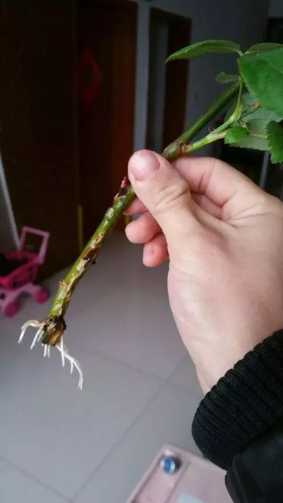 塑料瓶里装点水,能插20种花,生根不用愁,新手一学就会!