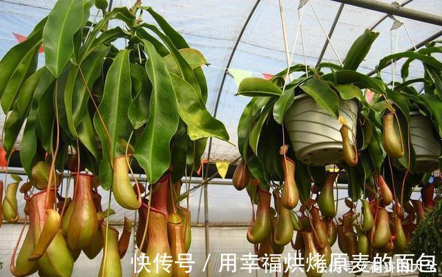 净化|此7种健康花,养家里空气清新病菌少,看看你家有吗