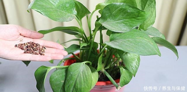 家里养绿植有小飞虫咋灭 家里养绿植有小飞虫咋灭