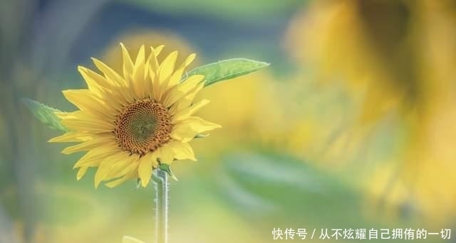 厉害|总有一天你会懂,真正厉害的女人,早把人生调成了“静音模式”