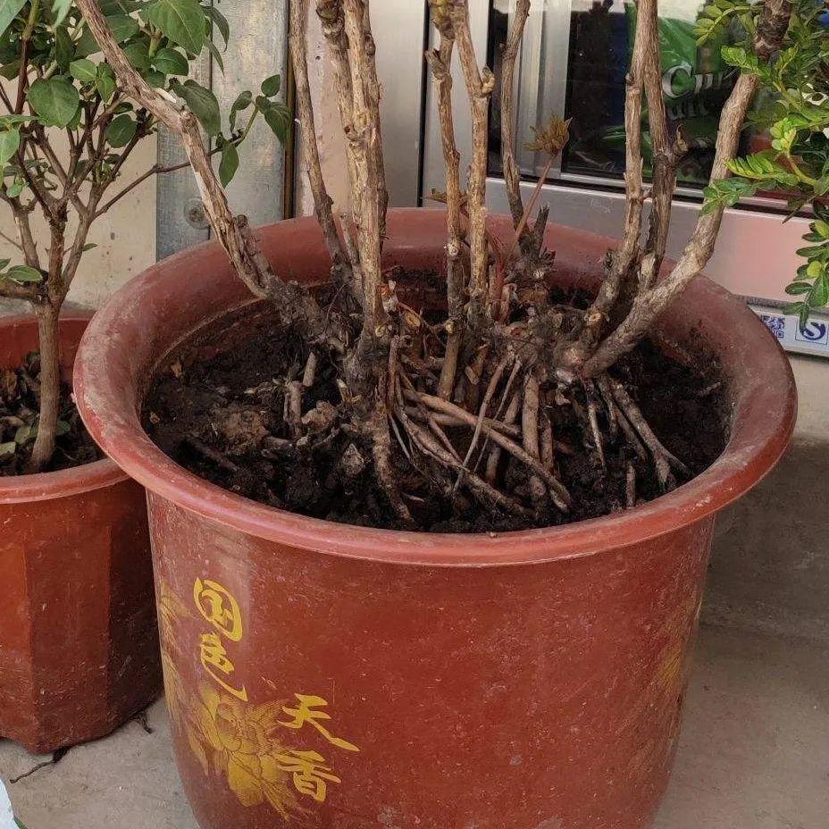 枯萎|9种花是富贵命,必须大盆养,小盆养会憋死