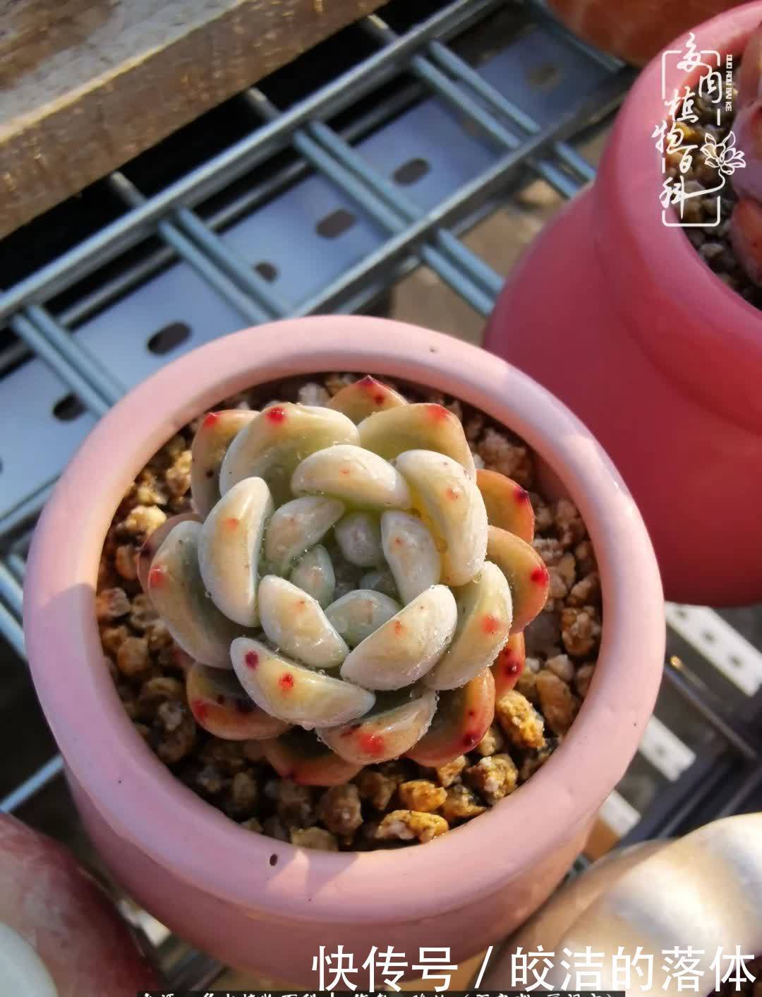 百度|我与多肉那些不得不说的故事!