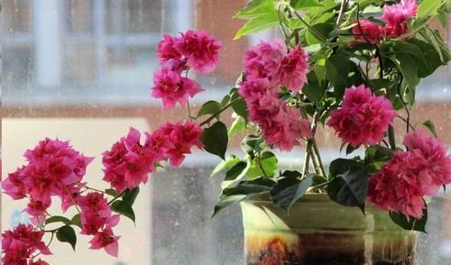 这10种花超级怕冷,再不搬进屋,小心只剩下盆了