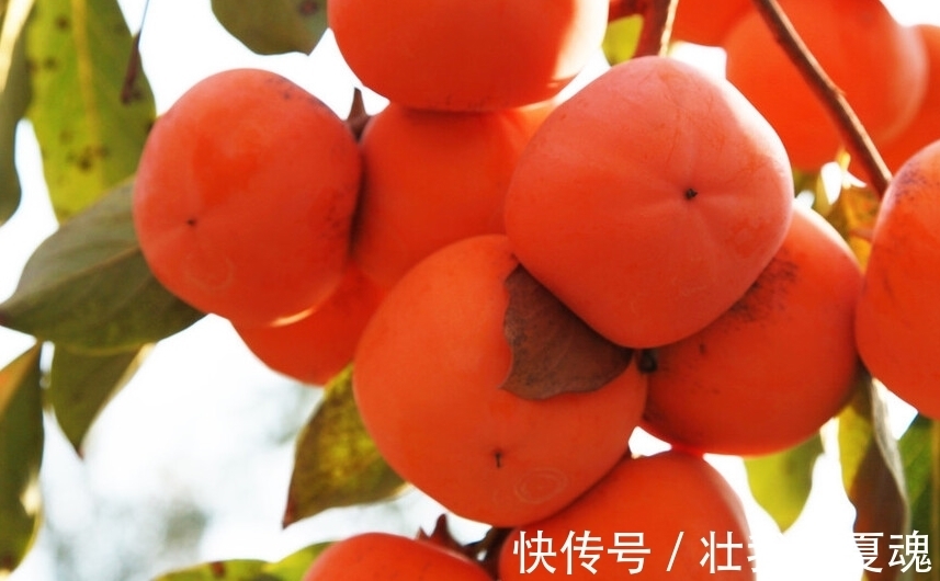 老话：家里养三树，幸福又富足，不是迷信，是过来人的经验