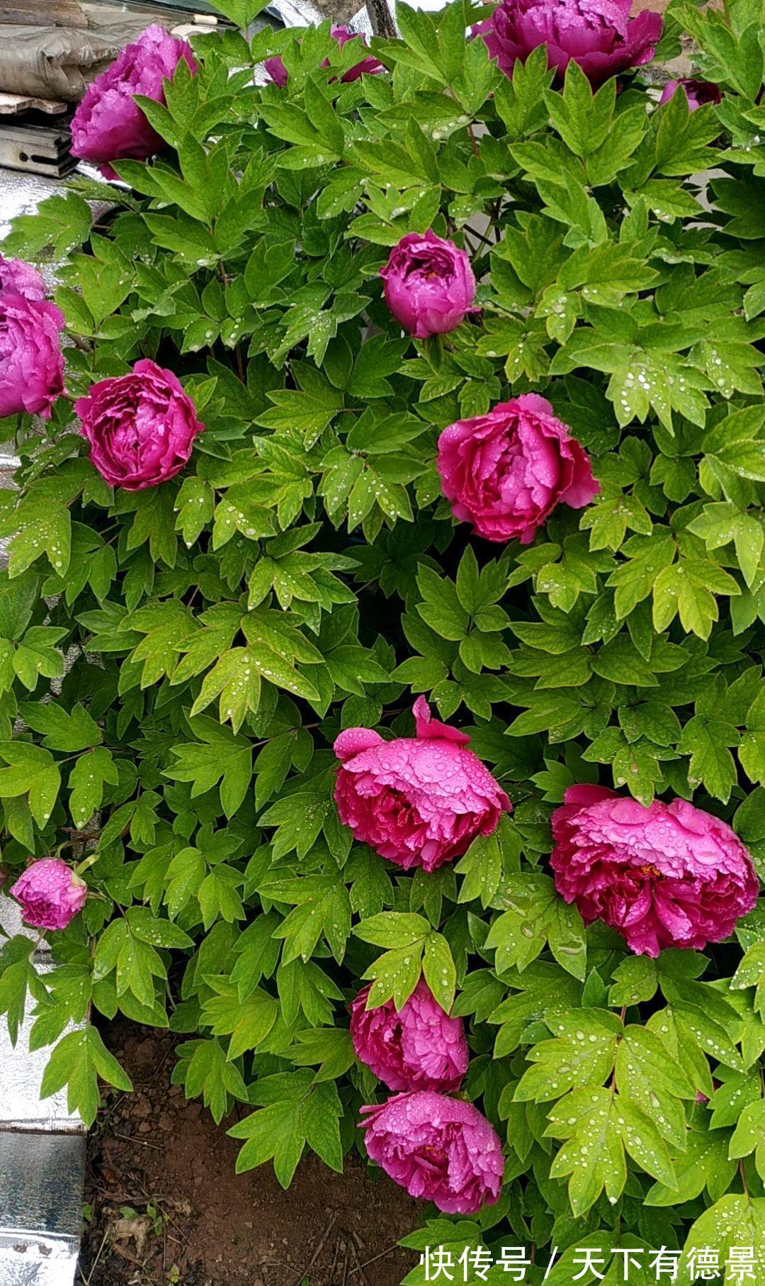 牡丹花|4种“富贵花”,南方养不好,北方能养几十年,爆成花树