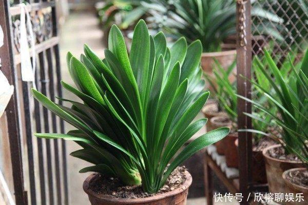 春夏秋冬|春夏秋冬,君子兰施肥要“恰到好处”,叶片肥绿,开花多不夹箭