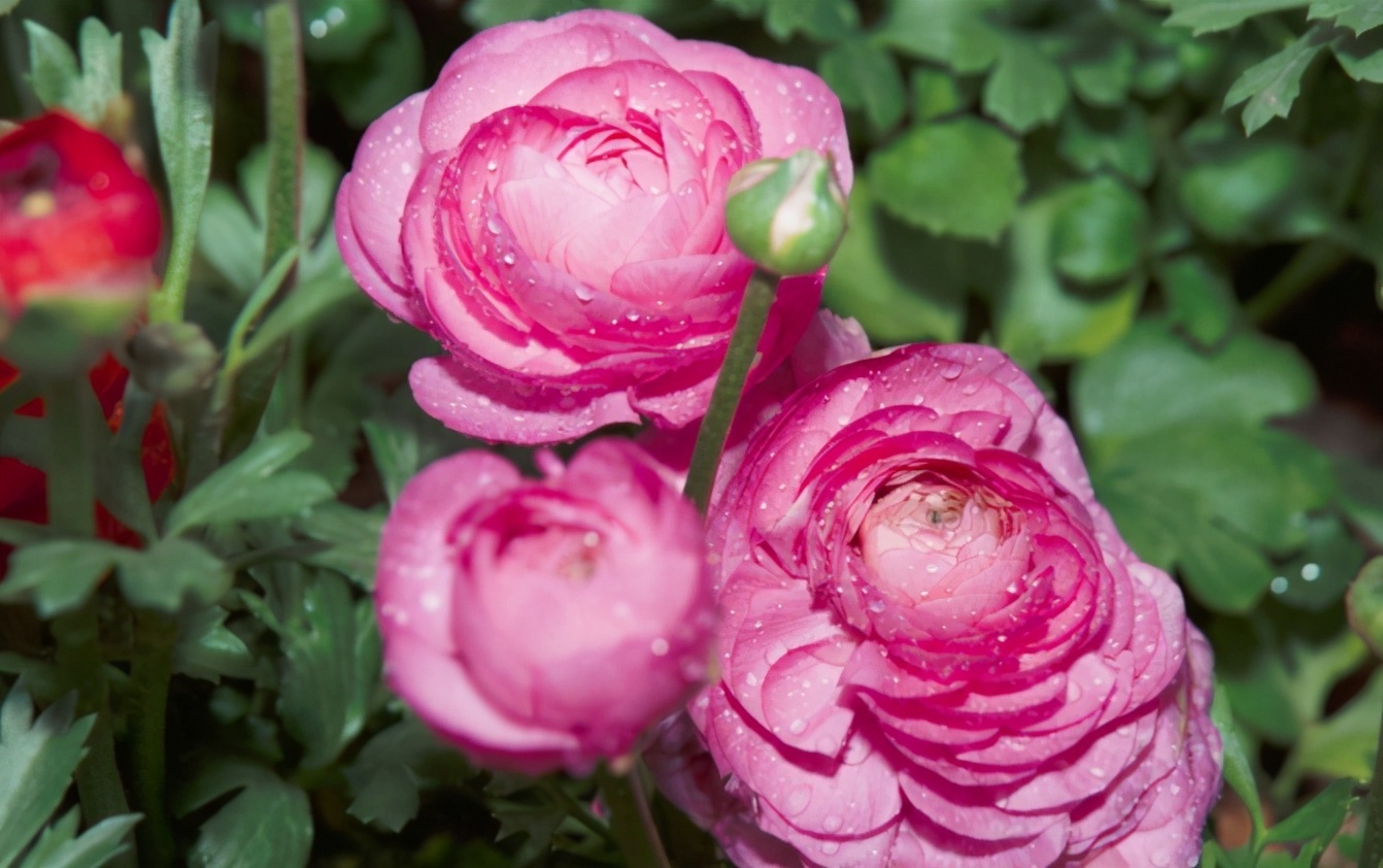 喜欢牡丹、月季,不如养花毛茛,株姿玲珑,节省空间,更有品味