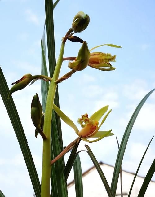 兰花分株的正确方法有哪些？新手兰友速成技巧，简单又实用