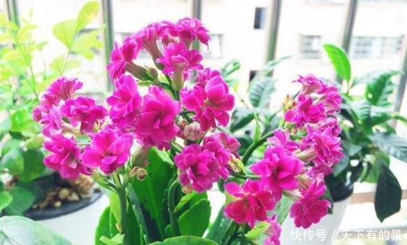 上百|长寿花,入冬前食用它,开花提前20天,一开上百朵,美爆了!