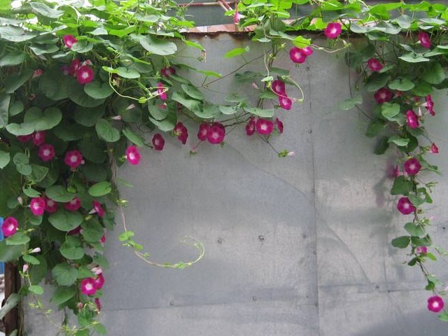 老郎中|墙角一朵花,种子能治病!咽喉肿痛、腰疼、水肿、咳嗽立马见效