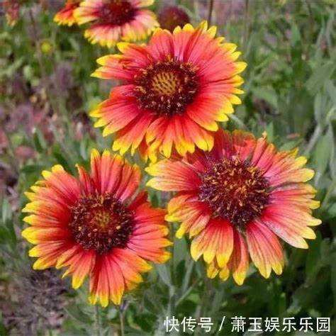 养花试试这几款,多应用在装饰阳台或者室内作为摆设