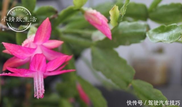 5种花将进入休眠期,在梦中度夏,睡醒有精力,开花多又艳!