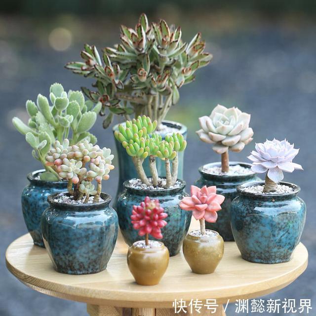 多肉植物|多肉叶插,记住3个小诀窍,生根发芽快,一棵变10棵,一盆变多盆