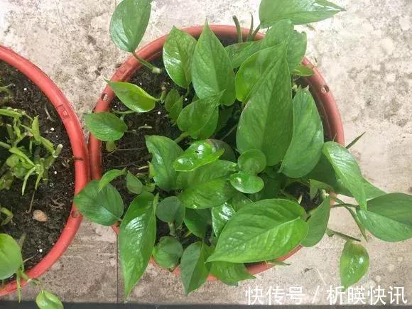 养花别舍不得,就得“割韭菜”,割1茬10天冒新芽,长势旺!