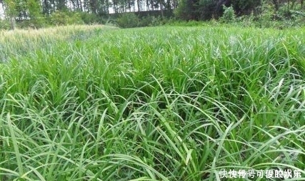 人參|農村一種野草,常被誤認為“韭菜”,煲湯美味,價值堪比人參