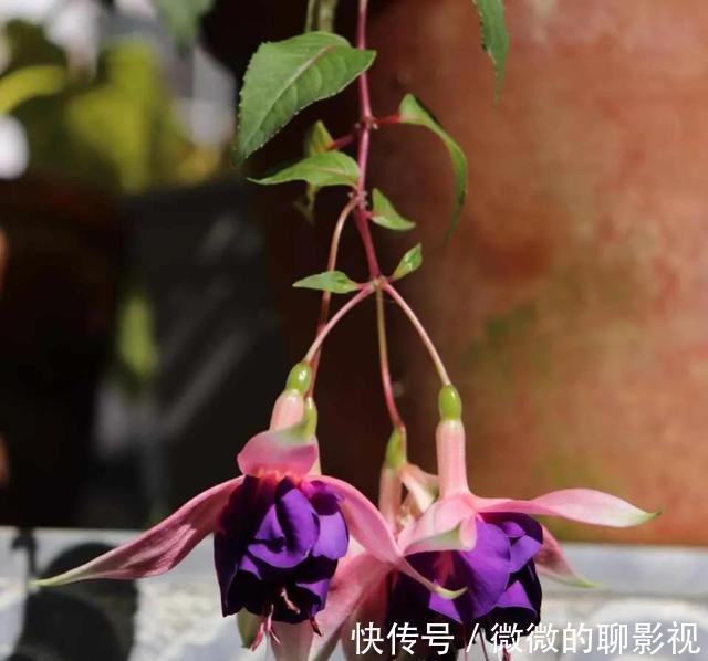 绣球花|这3种漂亮花，“没光”也能开，养一盆放家里，气氛欢乐热闹