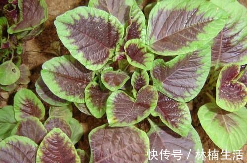 苋菜|有便秘不用急,推荐6种食物,润肠通便排毒素,解决便秘的困扰