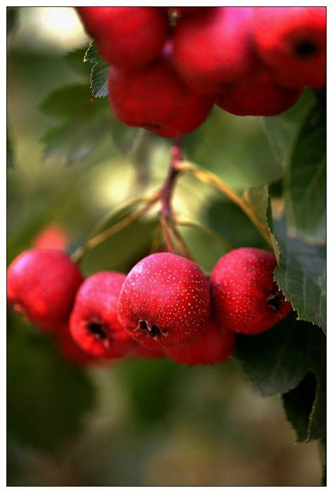 马齿苋|孕妇不能吃的东西大盘点,全在这里了,不需要到处查找了!