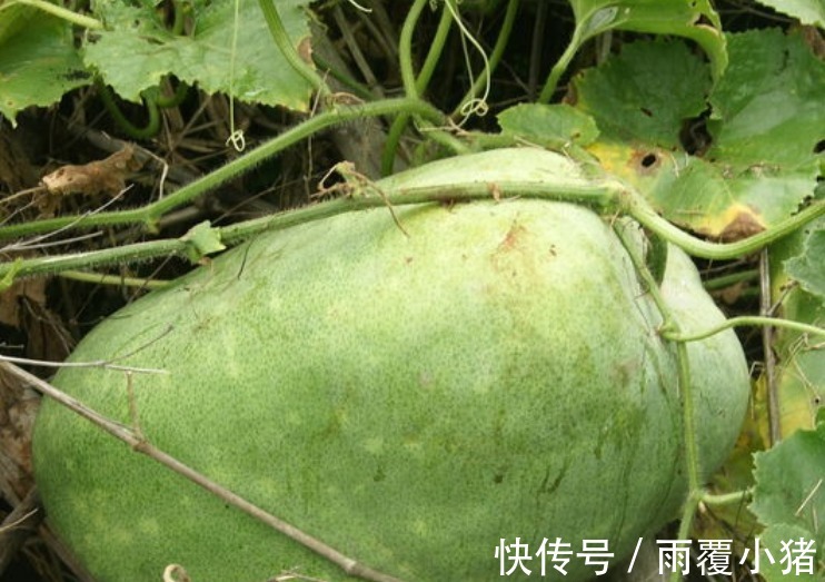 结节|甲状腺结节的“克星”找到了,平时多吃点,结节可能越“养”越小