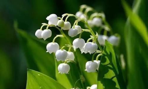 10种出彩的庭院地被花儿，最适合的才是最好的