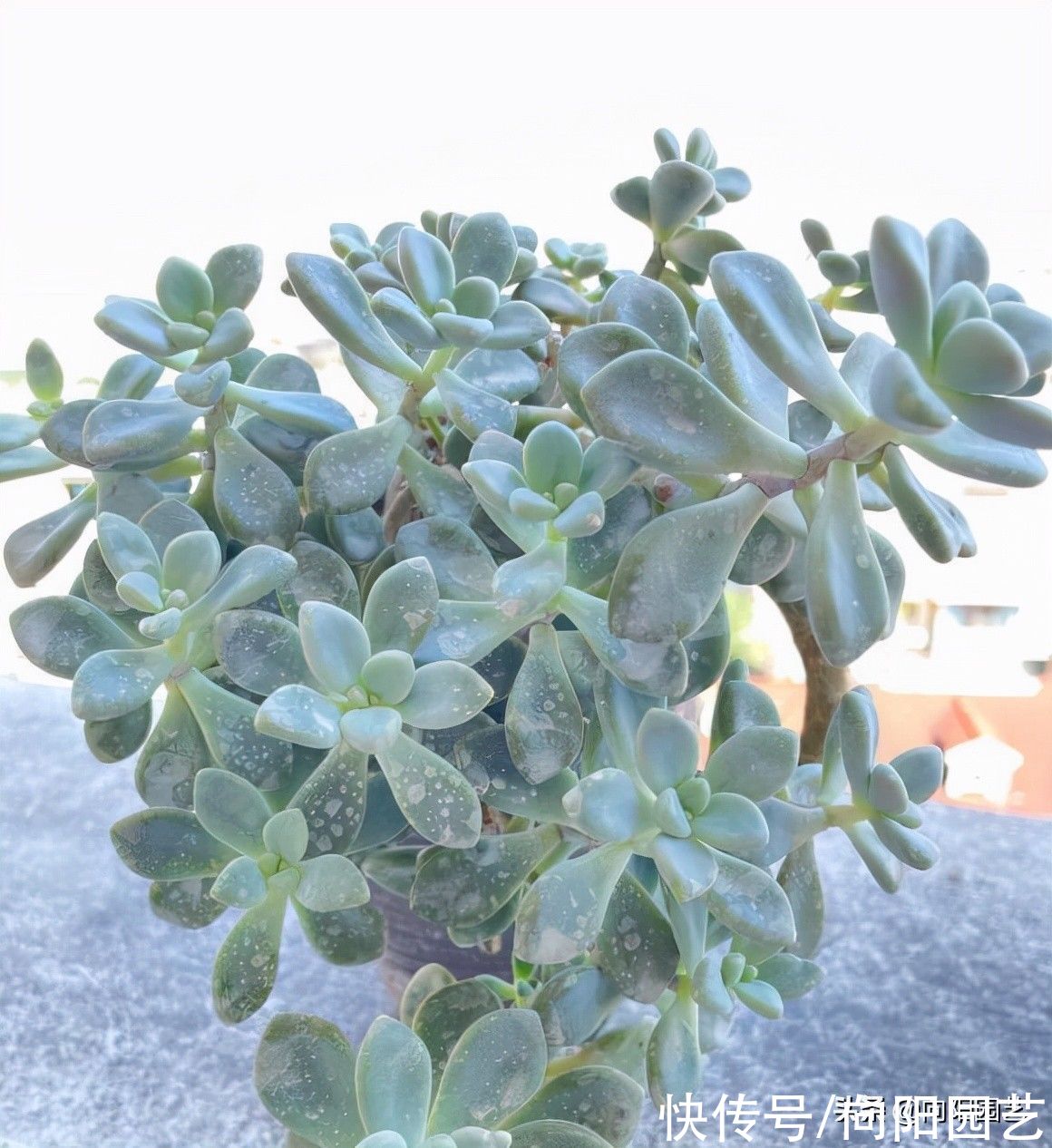 养多肉的“干货”，绝对实用，别再说多肉养不活，实际很好养