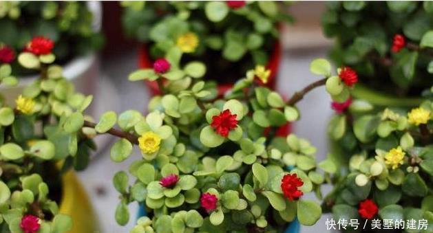 养金枝玉叶,一个小方法,一片叶子都不掉,长得枝繁叶茂又漂亮