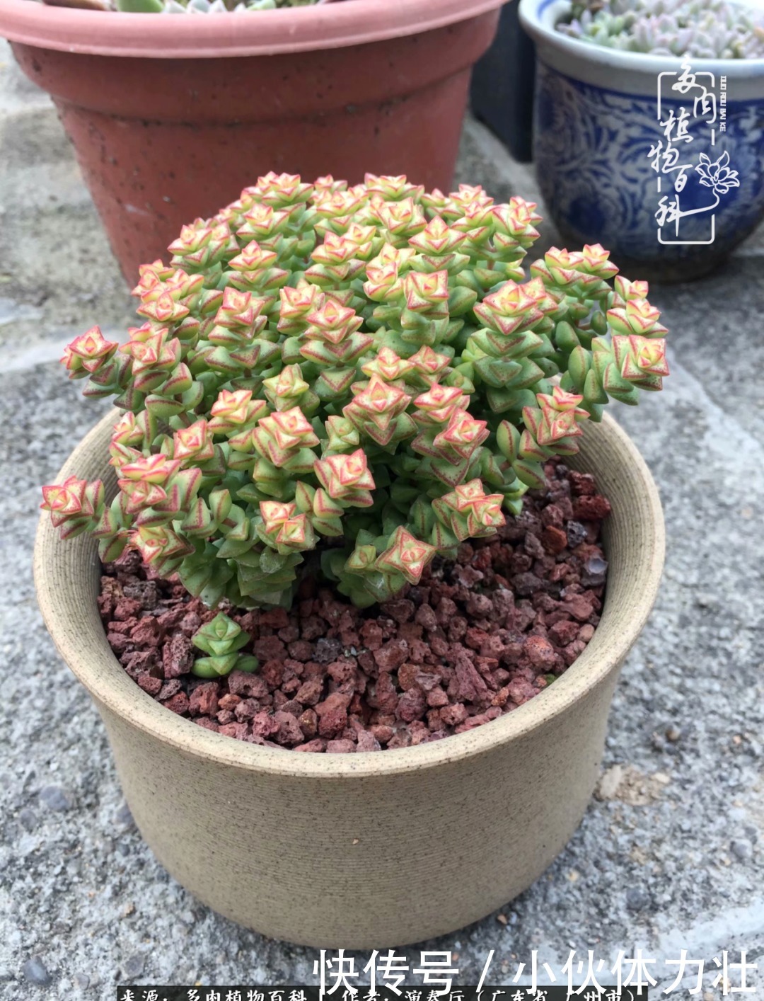 多肉植物|为肉钟情:楼顶上的多肉!