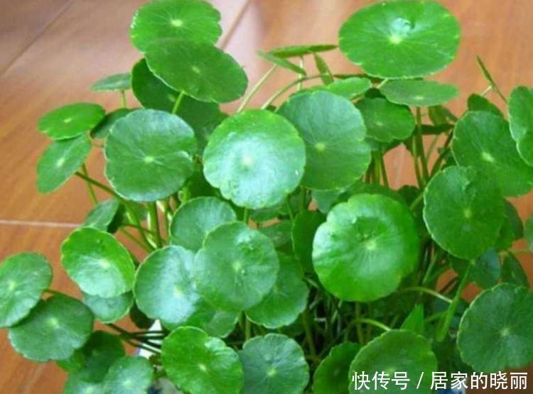 简单|4种花深受花友的喜欢,开花爆盆很简单,快快养起来!