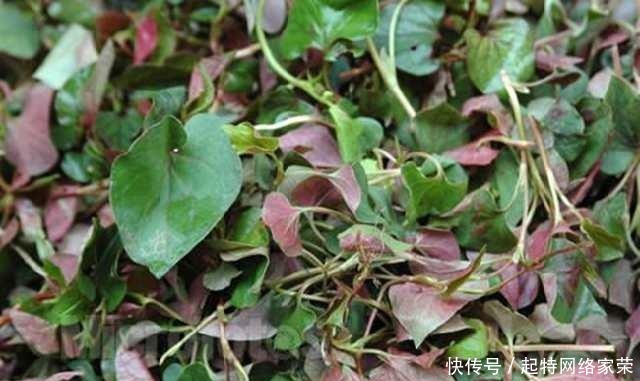 却是|这种菜很难吃, 却是天然的抗癌明星, 可惜好多人都不知道