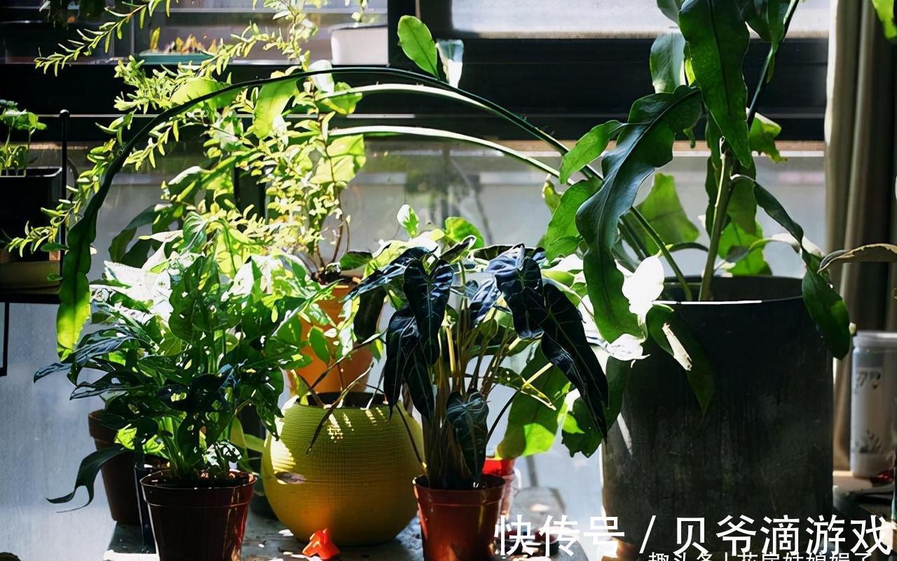 幸福树|喜欢养花也不要忽视绿植的作用,室内选择这4种绿植养,美观大气