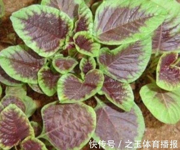 苋菜可以种到阳台上？掌握以下几点，整个阳台生机勃勃！