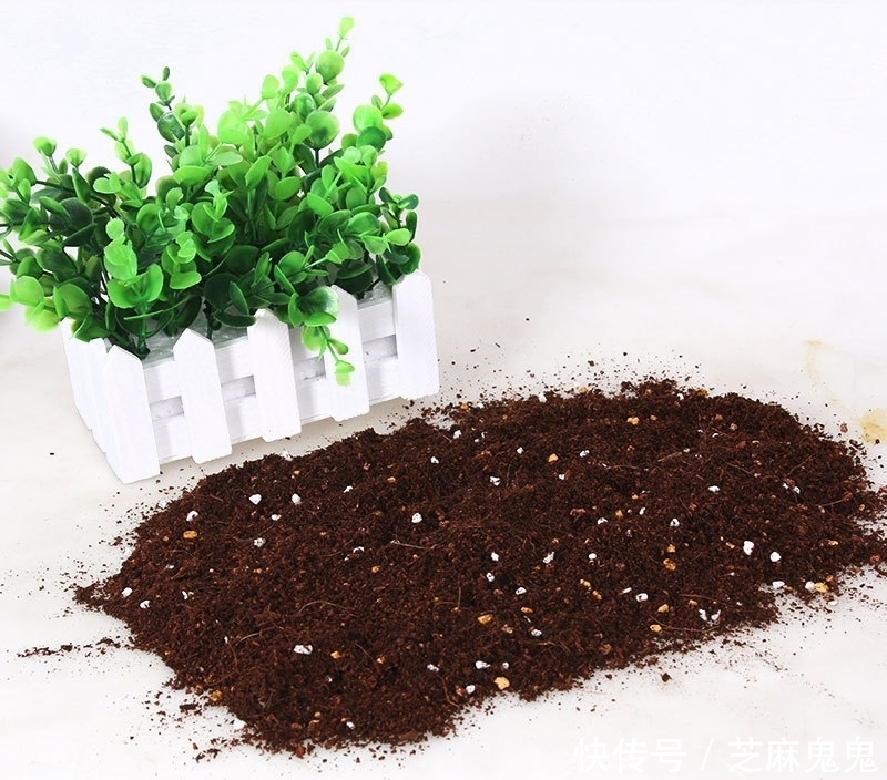 阿司匹林|快死的绿萝千万别浇自来水!喝了这3种水,植物起死回生猛爆棚